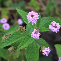 Lantana trifolia L.